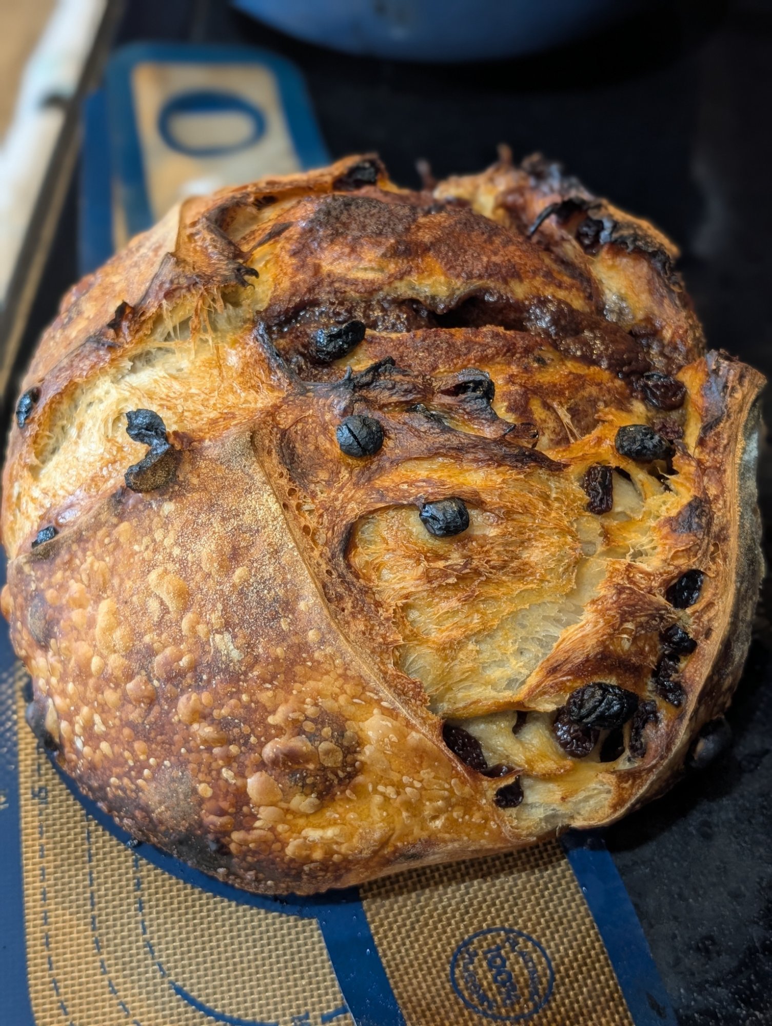 Cranberry walnut sourdough with deep caramelized crust
